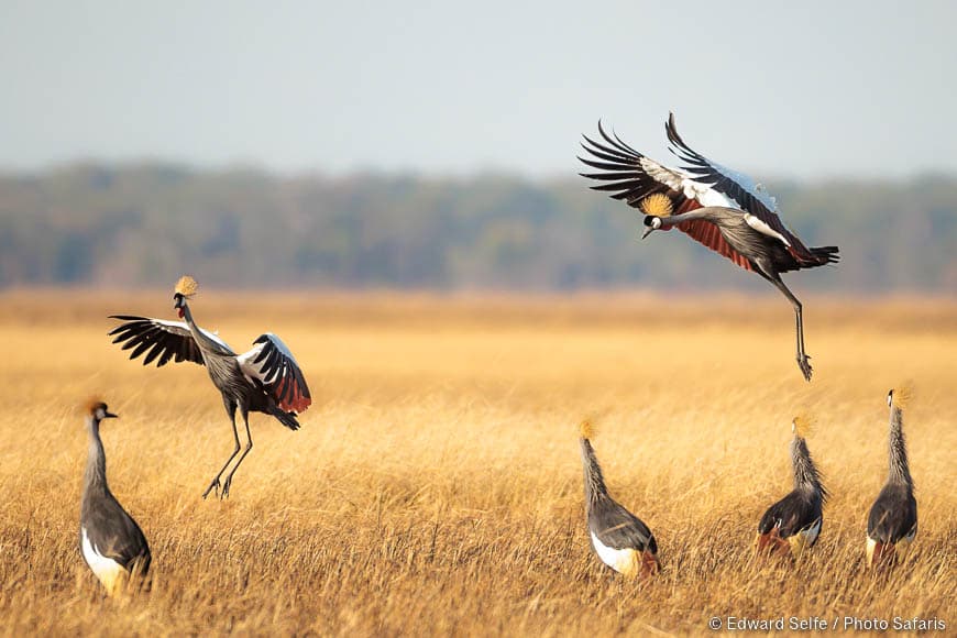 Wildlife